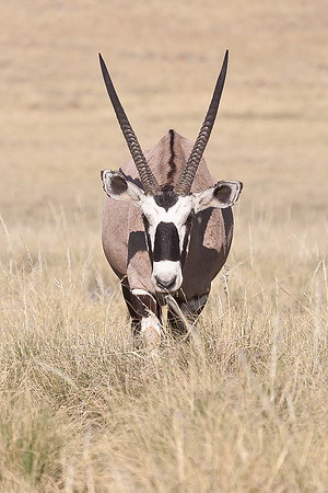 Gemsbok (Southern Oryx)