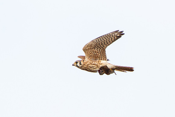 American Kestrel, with prey