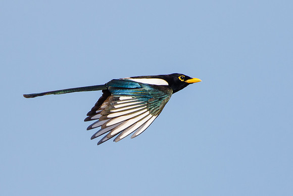 Yellow-billed Magpie