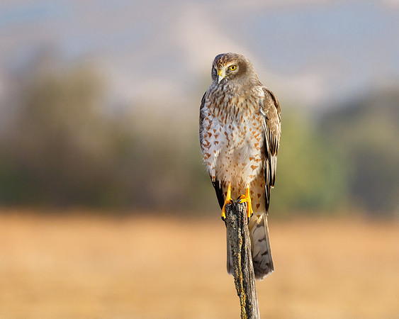 Northern Harrier