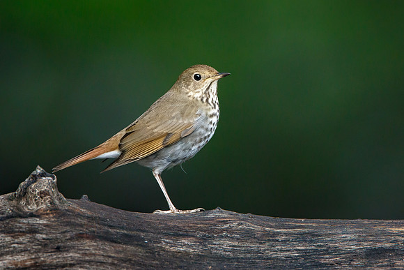 Hermit Thrush