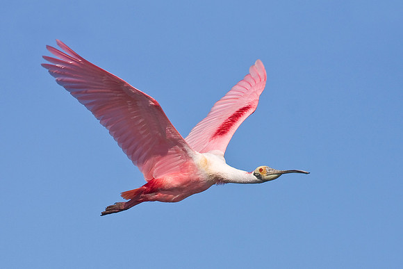 Roseate Spoonbill