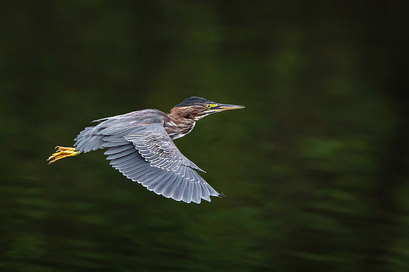 Green Heron