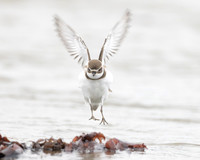 Semipalmated Plover