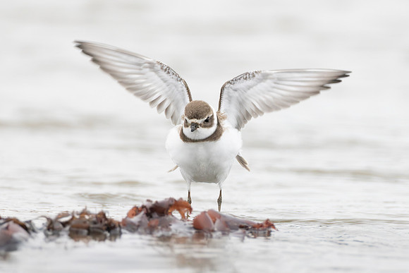 Semipalmated Plover