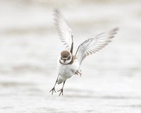 Semipalmated Plover