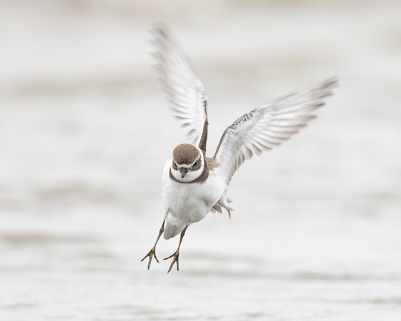 Semipalmated Plover