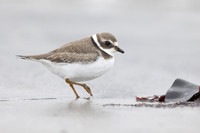 Semipalmated Plover