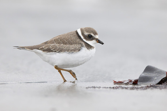 Semipalmated Plover