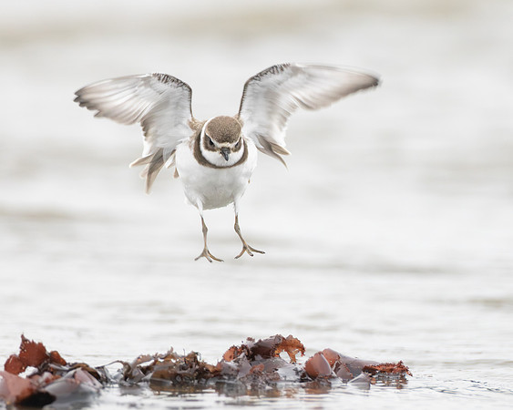 Semipalmated Plover