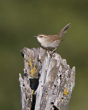 Bewick's Wren