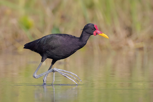 Wattled Jacana