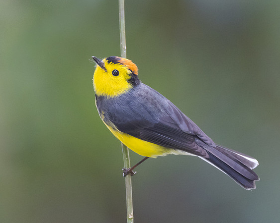 Collared Redstart