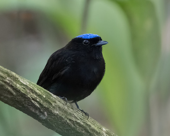 Velvety Manakin