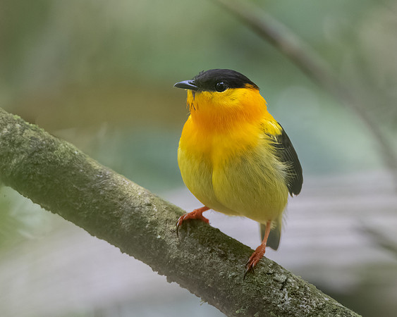 Orange-collared Manakin