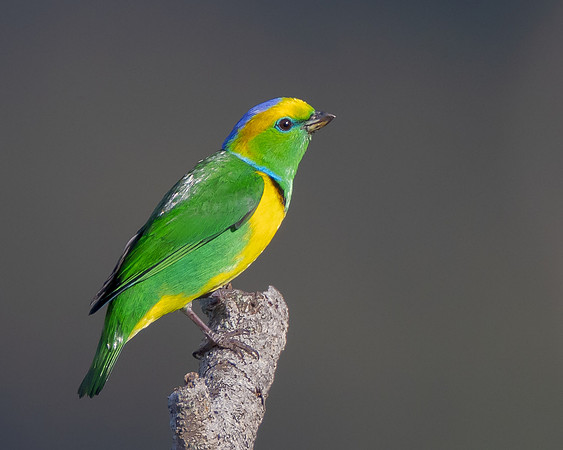 Golden-browed Chlorophonia