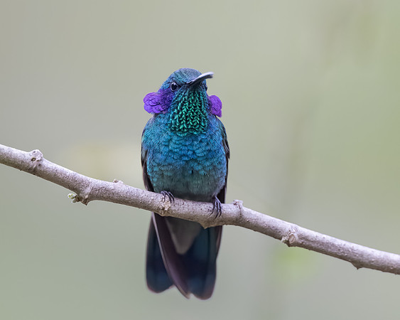 Lesser Violetear