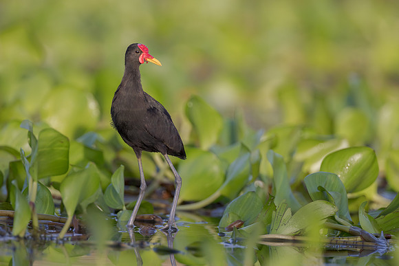 Wattled Jacana