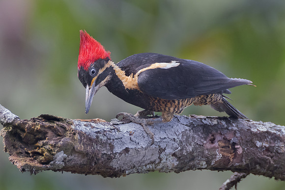 Lineated Woodpecker