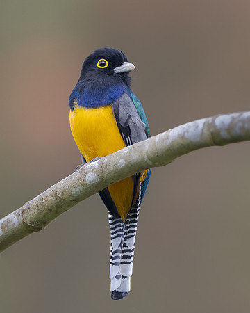 Gartered Trogon