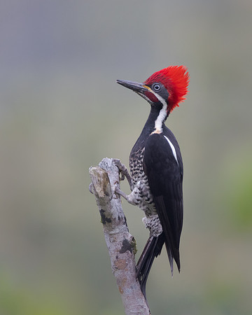 Lineated Woodpecker