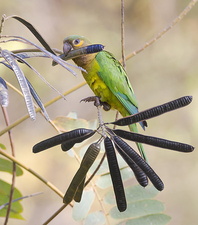 Brown-throated Parakeet