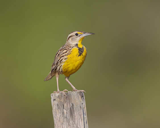 Eastern Meadowlark