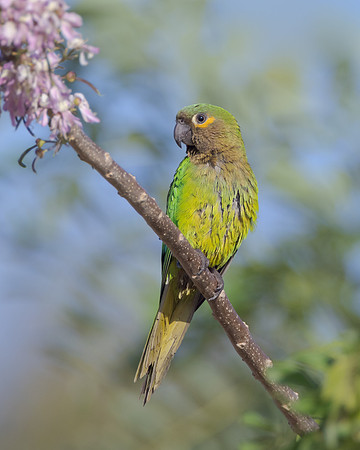 Brown-throated Parakeet
