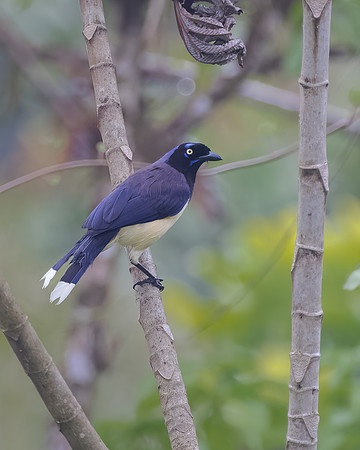 Black-chested Jay