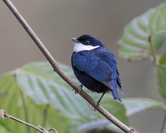 White-ruffed Manakin