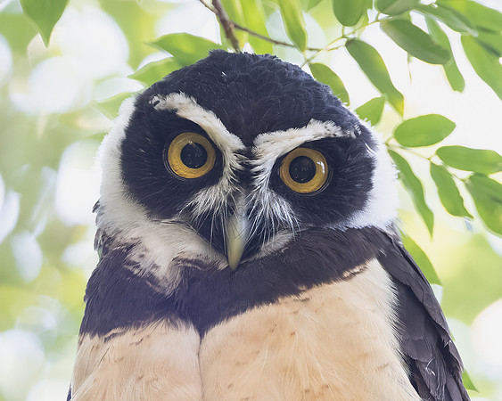 Spectacled Owl, juvenile