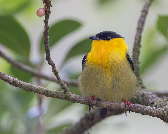 Golden-collared Manakin