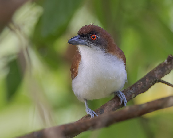 Great Antshrike