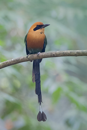 Rufous Motmot
