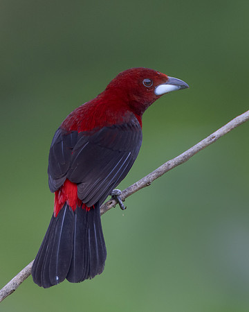 Crimsom-backed Tanager, male