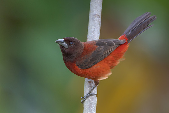 Crimsom-backed Tanager, female