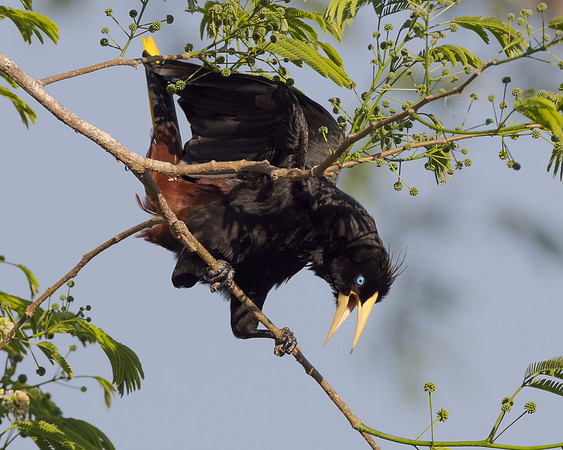 Crested Oropendola courtship display