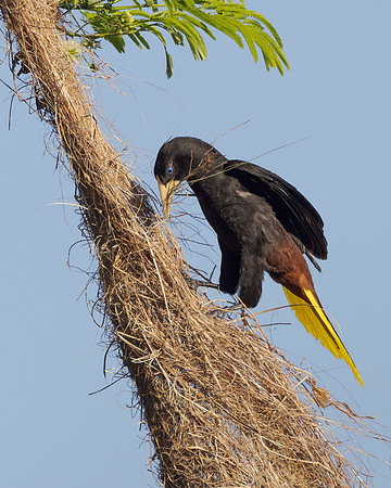 Crested Oropendola