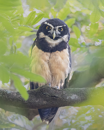 Spectacled Owl, adult