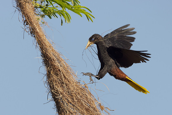 Crested Oropendola