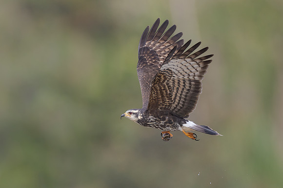 Snail Kite