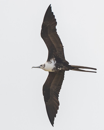 Magnificent Frigatebird