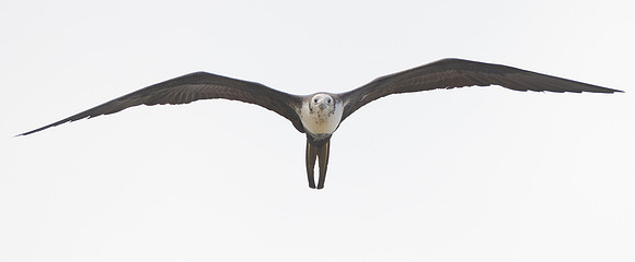 Magnificent Frigatebird