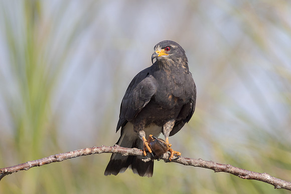Snail Kite