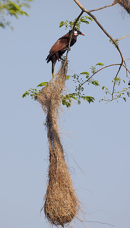 Montezuma Oropendola
