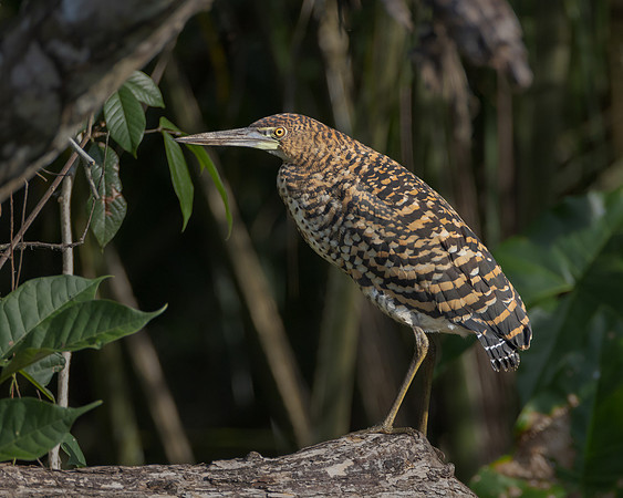 Rufescent Tiger-Heron