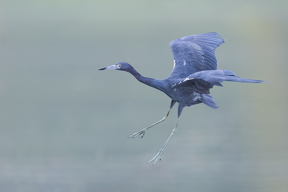 Little Blue Heron