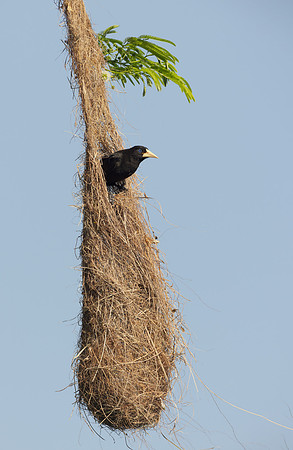 Crested Oropendola