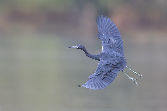 Little Blue Heron