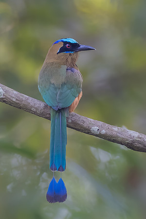Whooping Motmot